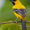 Yellow Oriole Bird Paint By Numbers
