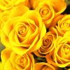 Yellow Roses Beautiful Paint By Numbers