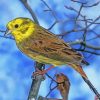 Winter Yellowhammer Bird Paint By Numbers