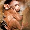 Baby Macaque Monkey Paint By Numbers