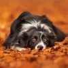 Border Collie Autumn Paint By Numbers
