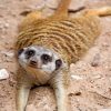Meerkat Wildlife Paint By Numbers