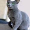 Russian Blue Cat Paint By Numbers