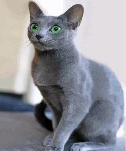 Russian Blue Cat Paint By Numbers
