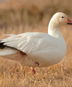 Snow Goose White Bird Paint By Numbers