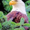 Aesthetic Bald Eagle Art Paint By Numbers