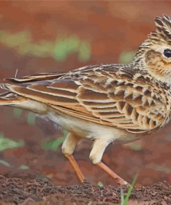 Eurasian Skylark Bird Paint By Numbers