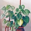 Aesthetic Philodendron Monstera Paint By Numbers