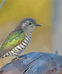 Shining Bronze Cuckoo Bird Paint By Numbers