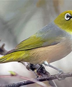 Silvereye Wax Eye Bird Paint By Numbers