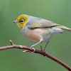 Silvereye Birds Paint By Numbers