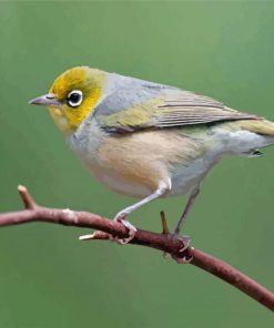 Silvereye Birds Paint By Numbers
