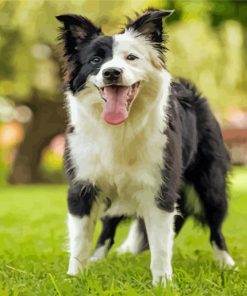 Smooth Collie Puppy Paint By Numbers