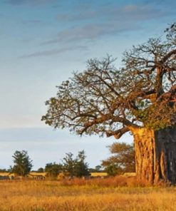 Majestic Baobab Landscapes Paint By Numbers