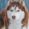 Brown Husky Snow Paint By Numbers
