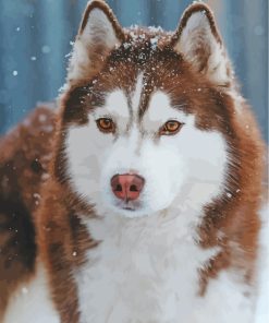 Brown Husky Snow Paint By Numbers