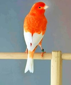 Canary Painting Kit Paint By Numbers