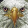 Aesthetic Bald Eagle Paint By Numbers