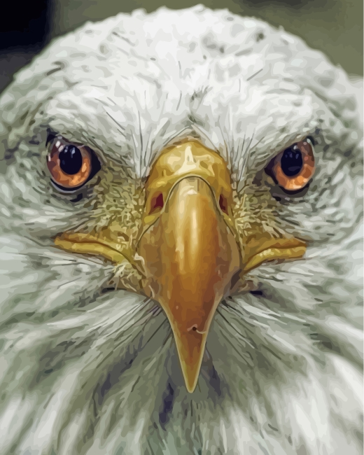 Finalizing Aesthetic Bald Eagle Artwork