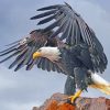 Aesthetic Bald Eagle Paint By Numbers