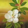 White Magnolia Flower Paint By Numbers