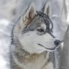 Aesthetic Husky Snow Scene Paint By Numbers