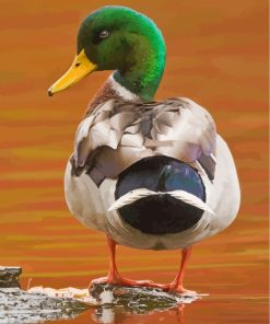 Aesthetic Mallard Duck Paint By Numbers
