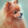 Aesthetic Pomeranian Pet Paint By Numbers