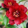 Aesthetic Red Camellia Flowers Paint By Numbers