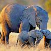 African Elephants Wildlife Paint By Numbers