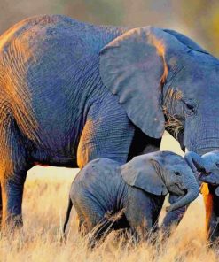 African Elephants Wildlife Paint By Numbers