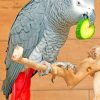 African Grey Aesthetic Parrots Paint By Numbers