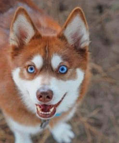 Alaskan Husky Puppies Paint By Numbers