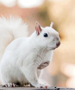 Albino Squirrel Art Paint By Numbers