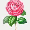 Pink Camellia Paint By Numbers