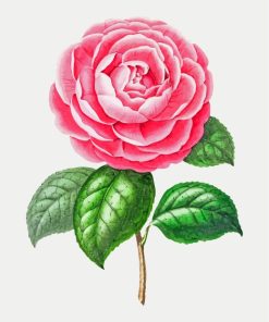 Pink Camellia Paint By Numbers