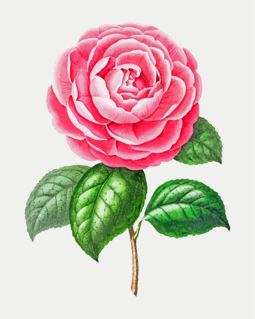 Finalizing the Pink Camellia Artwork