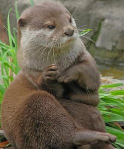 Asian Otter Wildlife Paint By Numbers