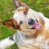 Aussie Cattle Dog Paint By Numbers
