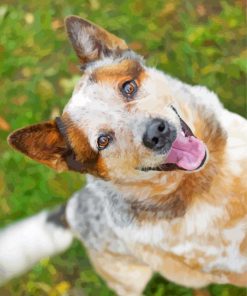Aussie Cattle Dog Paint By Numbers