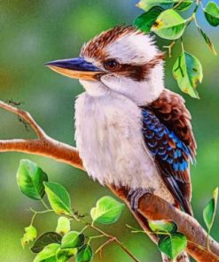 Blue Winged Kookaburra Birds Paint By Numbers