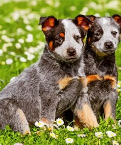 Australian Cattle Dog Puppy Paint By Numbers