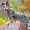 Blue Australian Cattle Dog Paint By Numbers