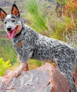 Blue Australian Cattle Dog Paint By Numbers