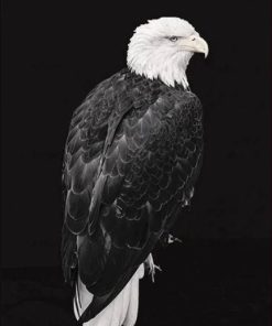 Bold Eagle Black and White Paint By Numbers