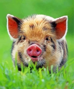 Baby Boar Wildlife Paint By Numbers
