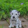 Dalmatian Puppy Paint By Numbers