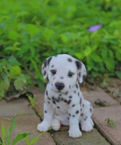 Dalmatian Puppy Paint By Numbers