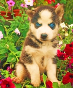 Brown Husky Flowers Paint By Numbers