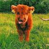 Highland Calf Masterpiece Paint By Numbers